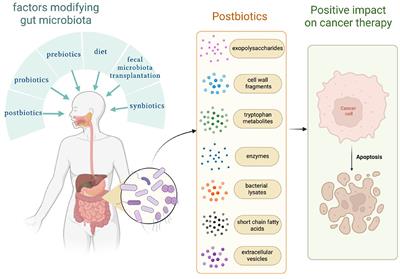 Postbiotics in oncology: science or science fiction?